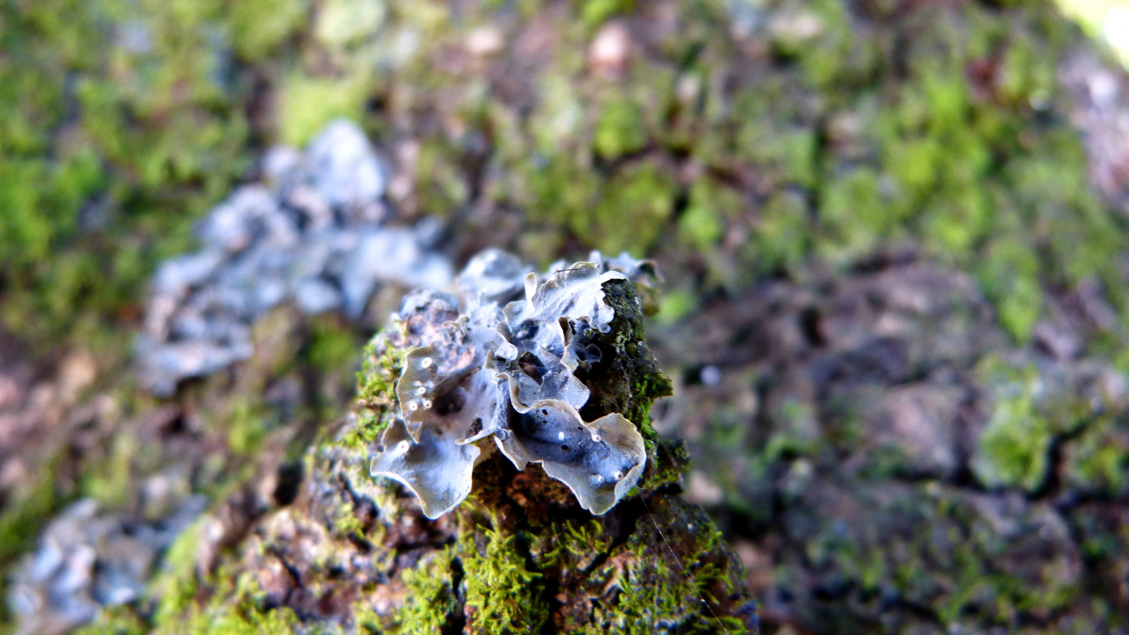 Skov, natur, græs, mos, grøn, dyreliv, padde, træ, efterår, blad, blomst, plante, flora, fauna, skov, jord, levested, naturligt miljø, botanik, makrofotografering