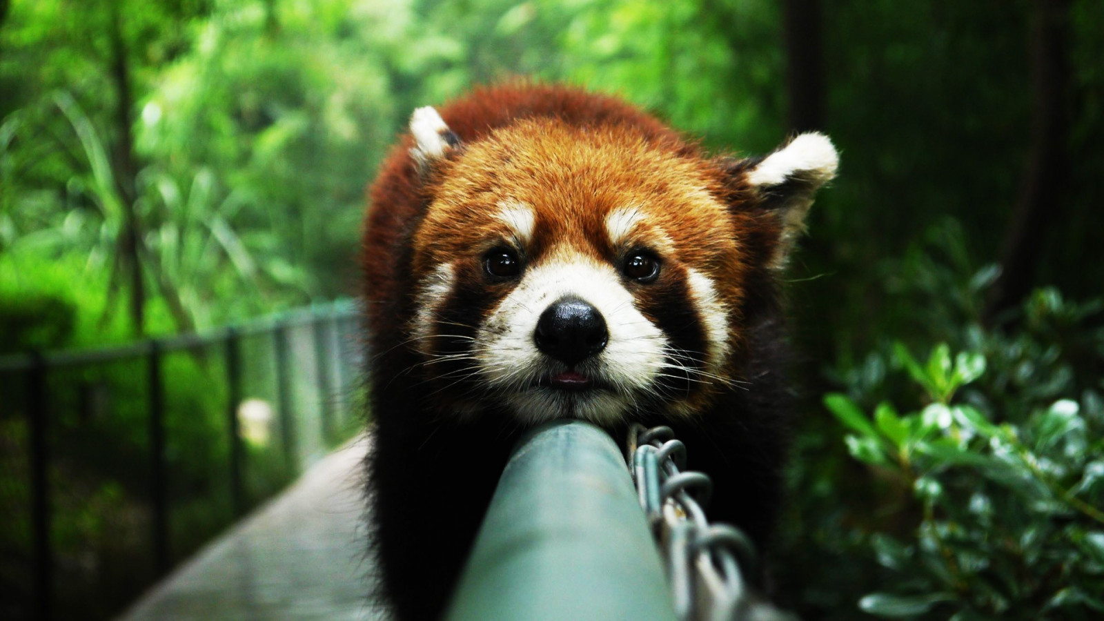 Animales, de cerca, fauna silvestre, atmósfera, Zoo, bigotes, Panda rojo, perezoso, fauna, mamífero, vertebrado, Perro raza
