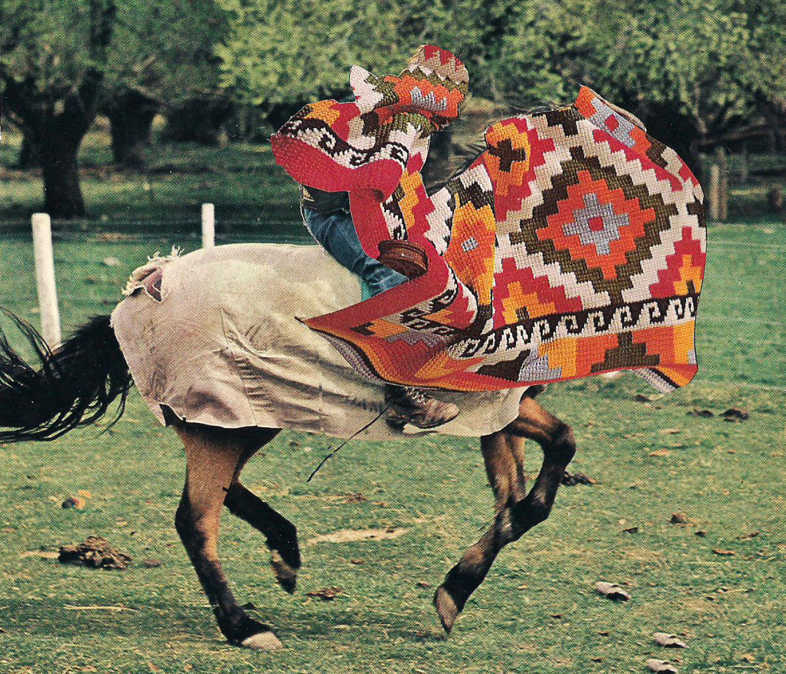 bambini, collage, cavallo, cane, carta, dentista, coperta, mammifero, vertebrato, Giordania, freddo, clark, chili, dawg, Afgan, Wafa, unrad