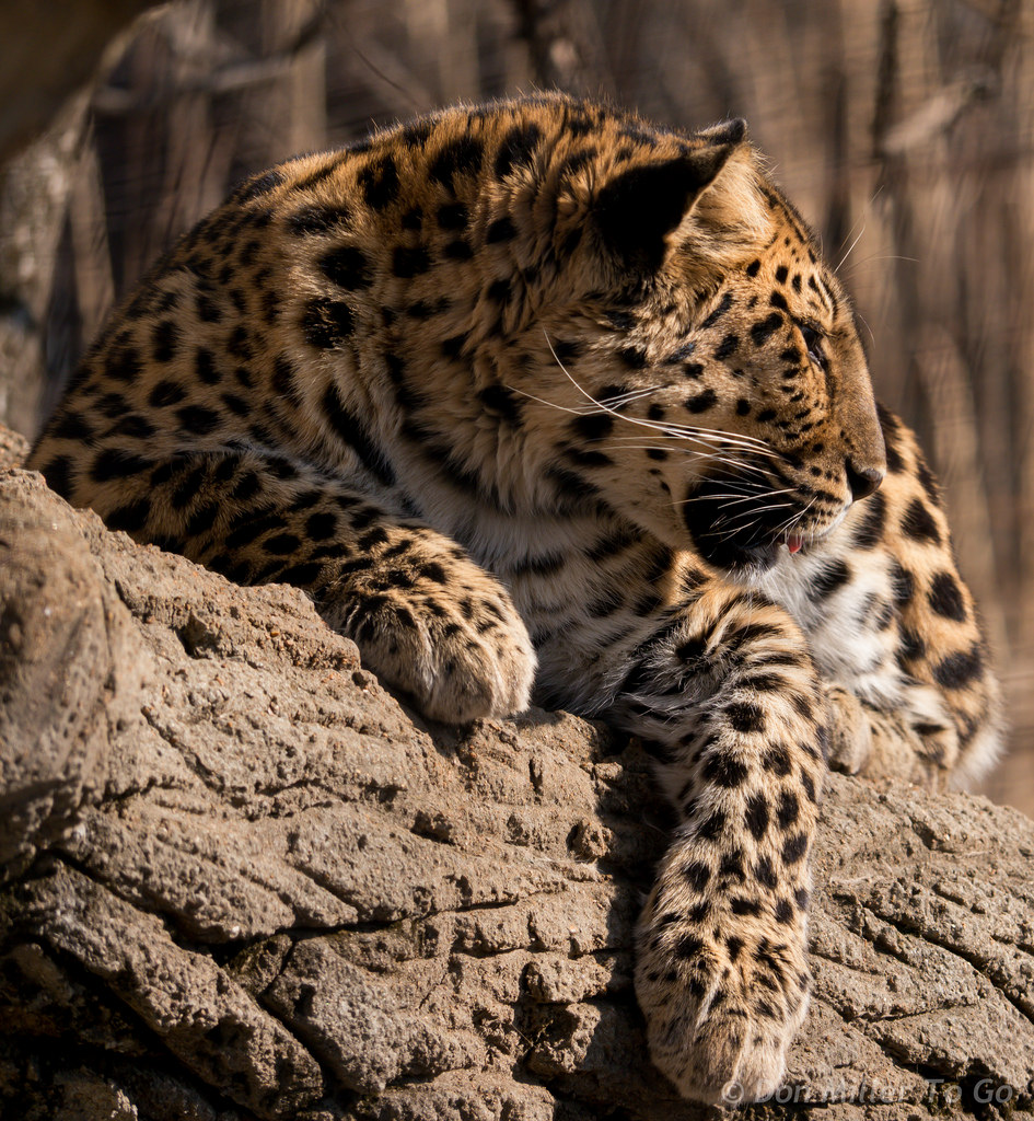 Příroda, zvíře, Volně žijících živočichů, G5, bigcats, zooanimals, Lepry