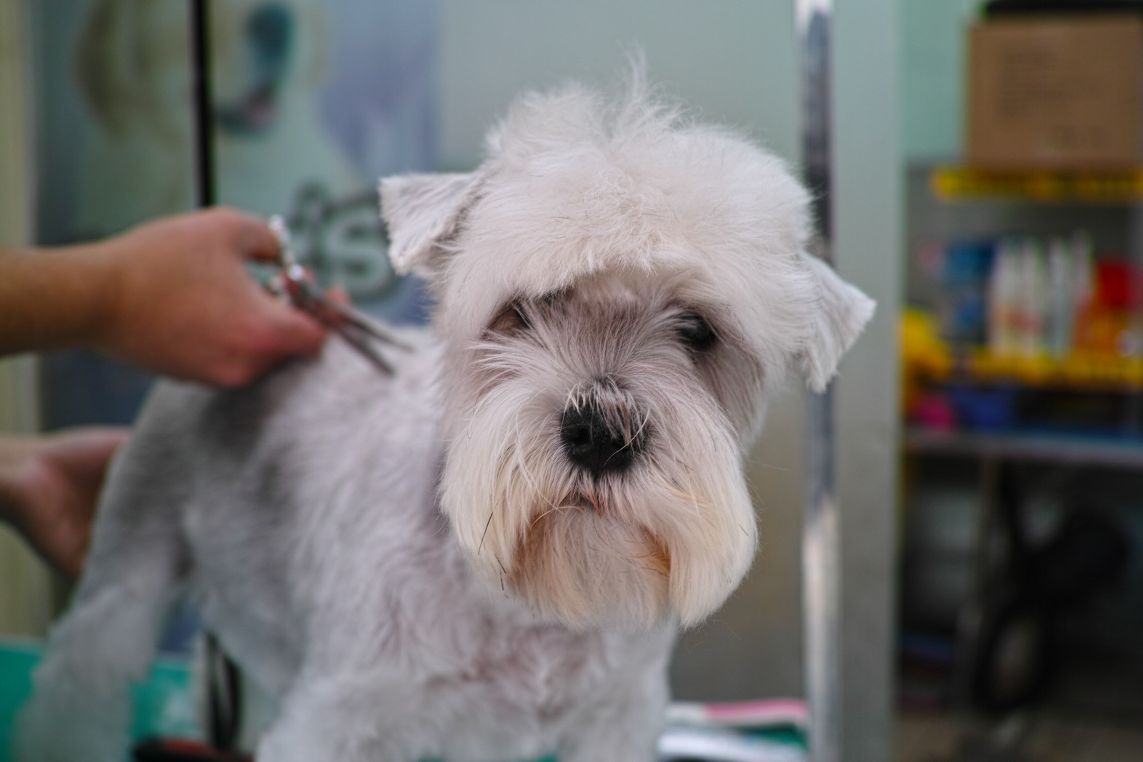 kat, hund, West Highland White Terrier, schnauzer, mine venner, hundehvalp, pattedyr, hvirveldyr, hund som pattedyr, hunderace, terrier, Glen of Imaal terrier, Schnoodle, miniature schnauzer, cairn terrier, dandie dinmont terrier