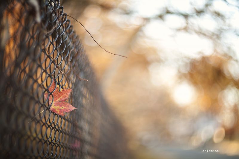 gjerde,blad,bokeh,autumncolors,Etter skolen,Lamson