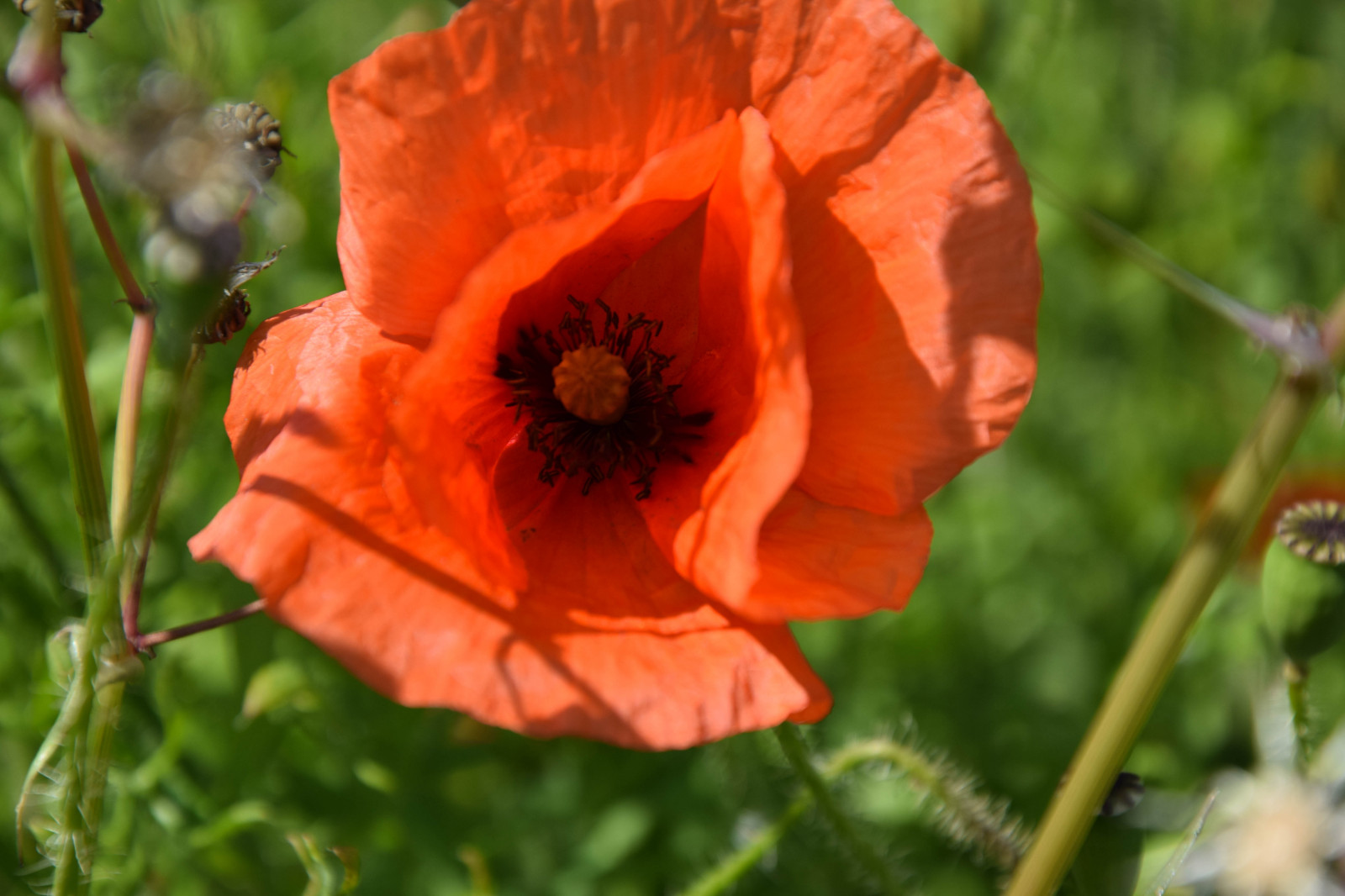 květiny, zahrada, Příroda, tráva, pole, zelená, letní, květ, rostlina, mák, flóra, vallmo, okvětní lístek, louka, divoká rostlina, coquelicot, botanika, suchozemská rostlina, kvetoucí rostlina, jednoletá rostlina, makro fotografie, mák rodina