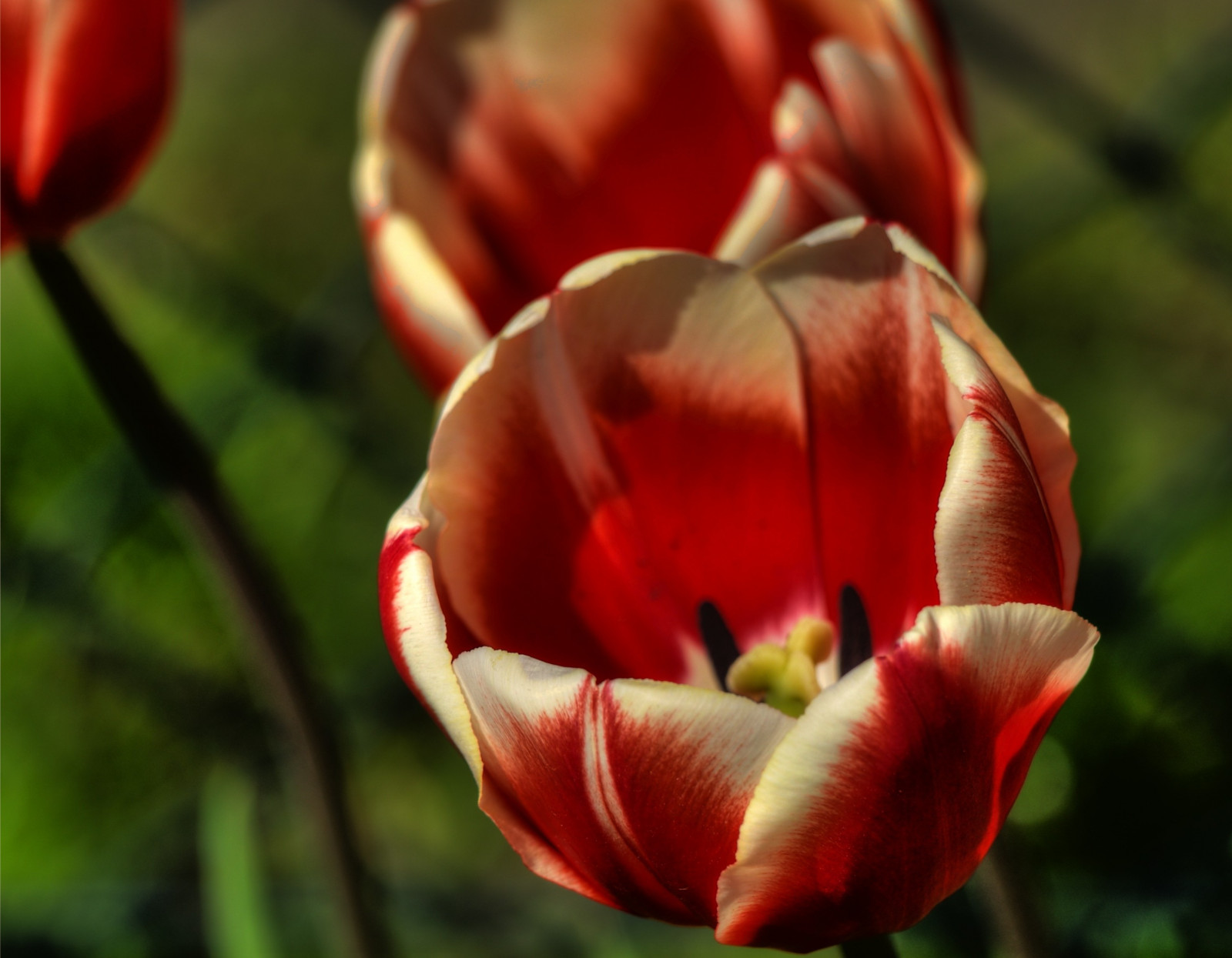 3021x2351 px, flowers, HDR