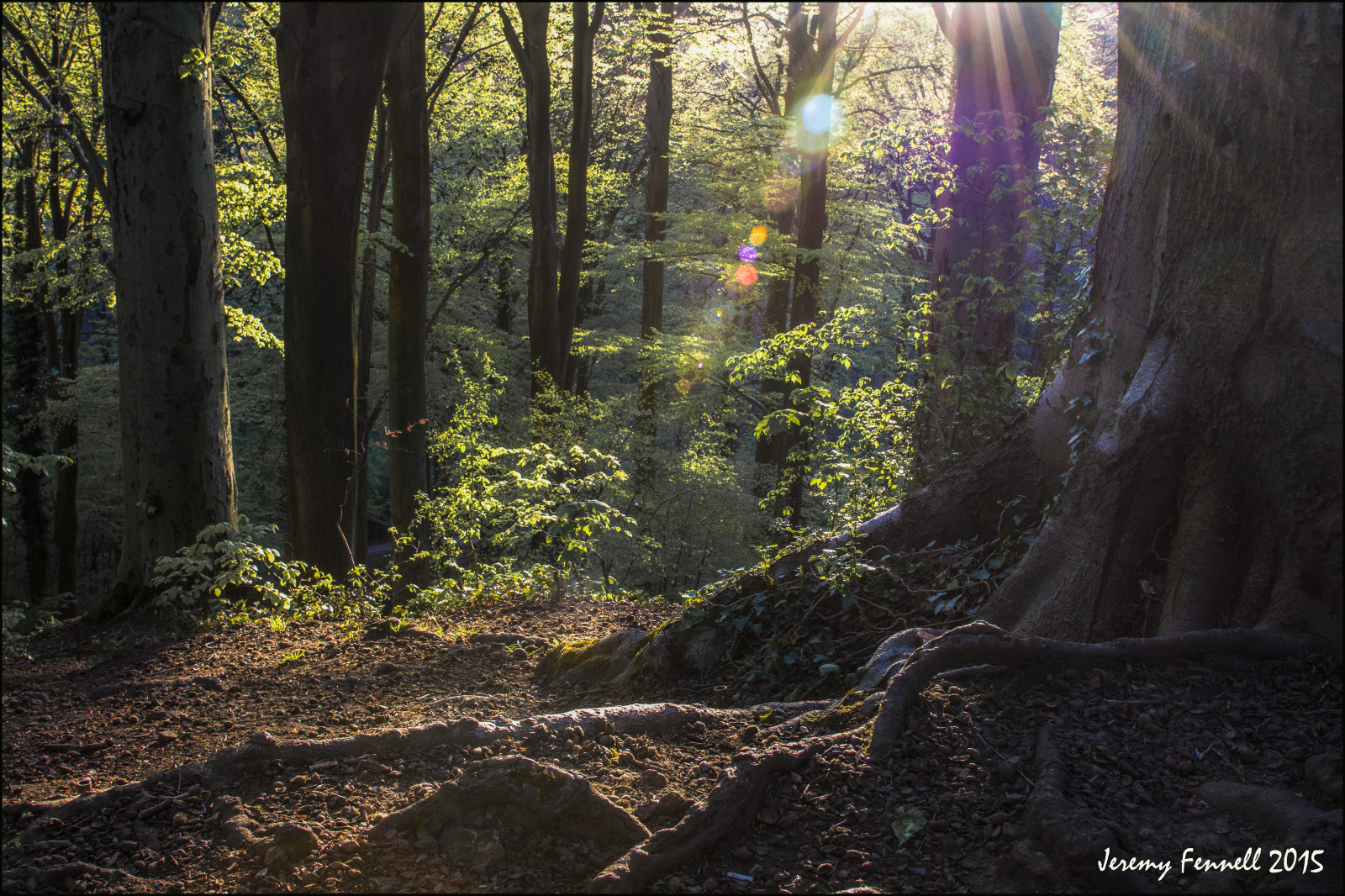 slunečnímu záření, stromy, les, Příroda, Anglie, divočina, jihozápadní, džungle, 2015, Spojené království, deštný prales, Bristol, duben, strom, podzim, list, sezóna, les, eveninglight, stezka, nikond7100, Snímek obrazovky, zálesí, místo výskytu, přírodní prostředí, dřevina, geografický rys, ekosystém, prales, blaisecastleestate, photographybyjeremyfennell, blaisecastleestatebristol, sunsrays, eveningsun