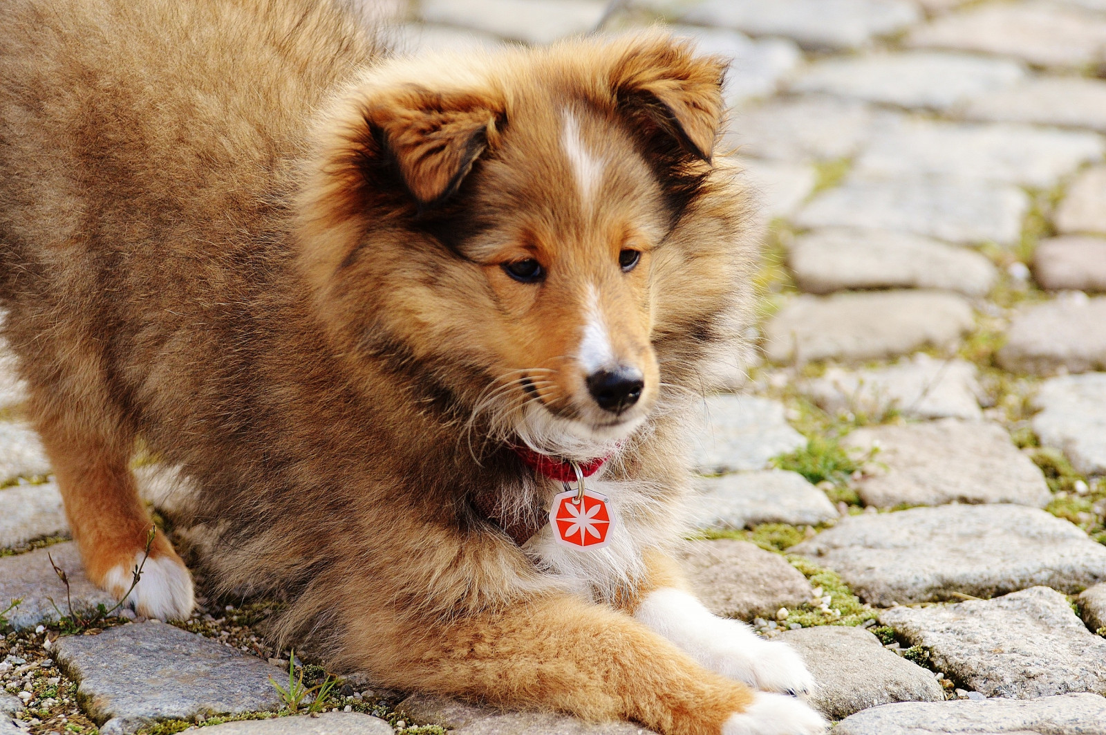 Papel de parede : Collie, mini collie, cachorro, fofa 2500x1662 ...