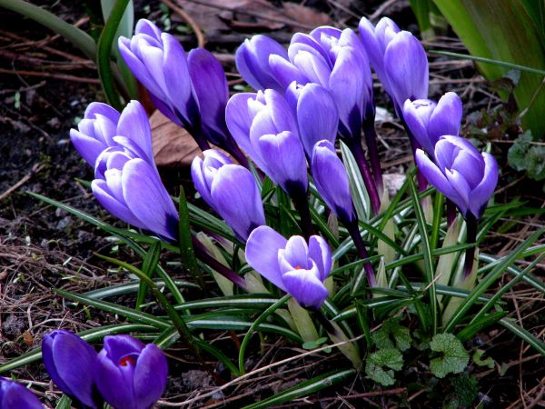 flowers,crocus,plant