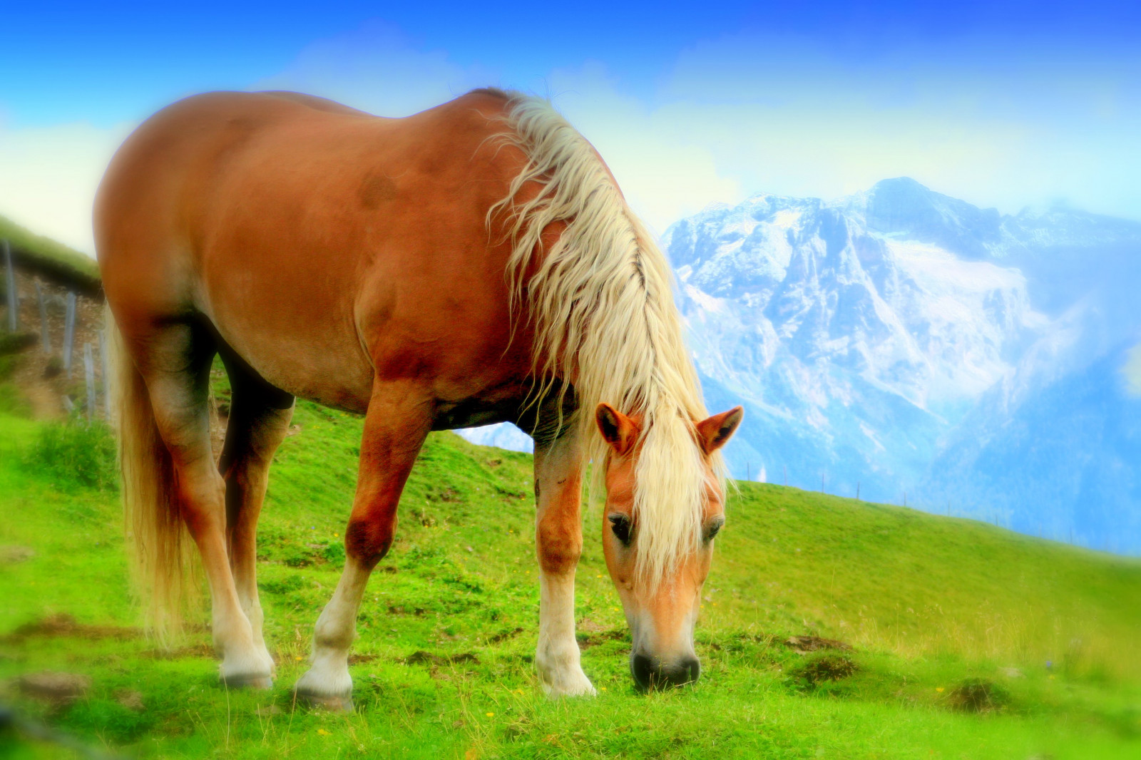 Přátelé, Itálie, panoráma, kůň, Příroda, zvíře, zvěř, kůň, Italia, natura, cavallo, Soe, animali, animale, blueribbonwinner, supershot, platinumphoto, anawesomeshot, aplusphoto, theunforgettablepictures, goldstaraward, natureselegantshots, imagsforthelittelprince