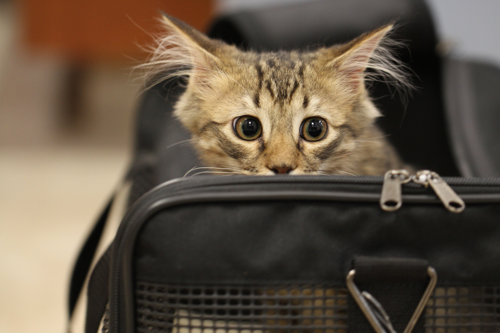 Wallpaper eyes, whiskers, bag, kitten, 5184x3456 px, vertebrate, cat