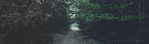 forest,forest clearing,5576x1663 px
