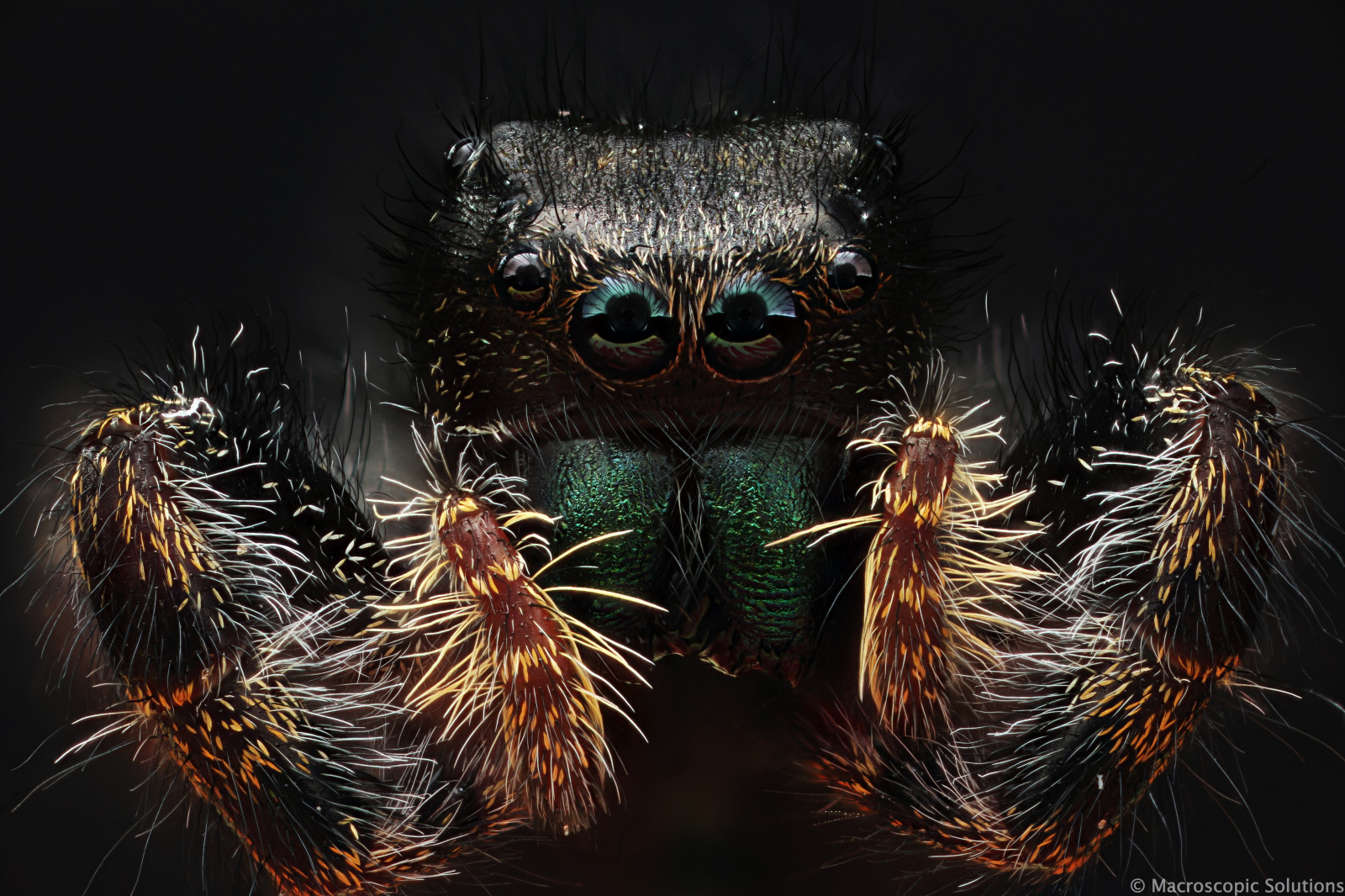 blå, hvid, sne, makro, KUNST, Zeiss, fotografering, edderkop, interessant, hoppe, edderkopper, godt, ond, naturhistorie, stereoanlæg, mikro, fysik, løsninger, makroer, ph, macropod, mikroskopisk, mikroskop, jumpingspider, stereoskop, leddyr, Viral, makrofotografi, macrography, dissectingscope, fotomikrografi, makroskopisk, phymata, phasmida, phymatinae, photomacrography, photostacking, dissekere, Zerenes, zerenestacker, macroscopicsolutions, zerenestackerzerene, steresoscope, wwwmacroscopicsolutionscom