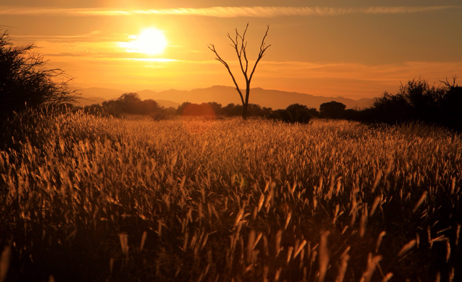 pole, nebe, tráva rodina, večer, ráno, slunečnímu záření, tráva, svítání, atmosféra, slunce, prérie, strom, západ slunce, ekoregion, pšenice, svítání, oříznutí, obilí, krajina, savana, louka, Phragmites, prostý, zboží, lučina
