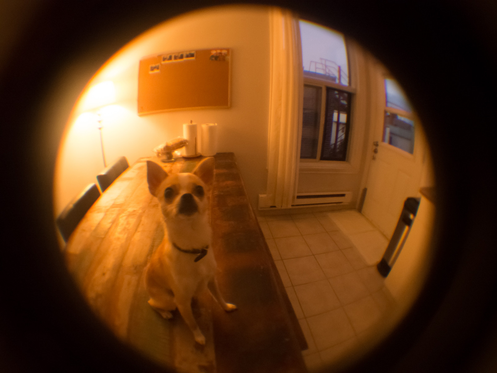 obiettivo fisheye, fotografia, illuminazione, luce del sole, grugno