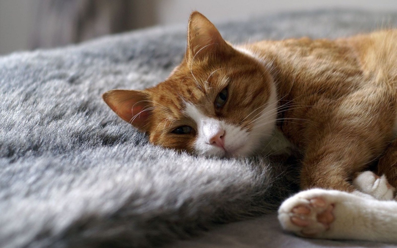 Wallpaper nose, whiskers, sleep, rest, kitten, fauna, vertebrate, cat