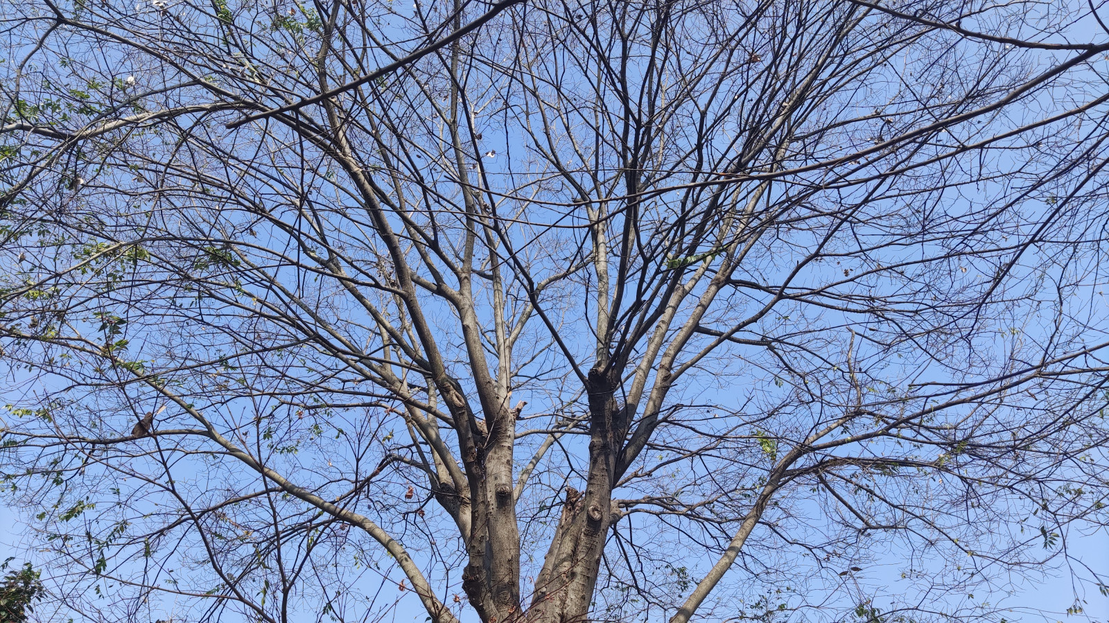 nebe, větvička, Natural landscape, kufr, strom, dřevo, opadavý, Tints and shades, petrolejově modrá, rostlina, smíšený les, les, kvetoucí rostlina, zálesí, tráva, Northern hardwood forest, závod stonek, krajina, zmrazení, háj, mráz, birch family, zima, podzim