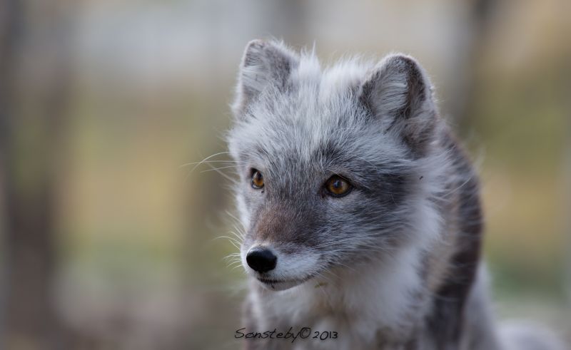 liška, Volně žijících živočichů, fauna, savec, pes jako savec, čenich liška, Volně žijících živočichů, fauna, savec, pes jako savec, čenich