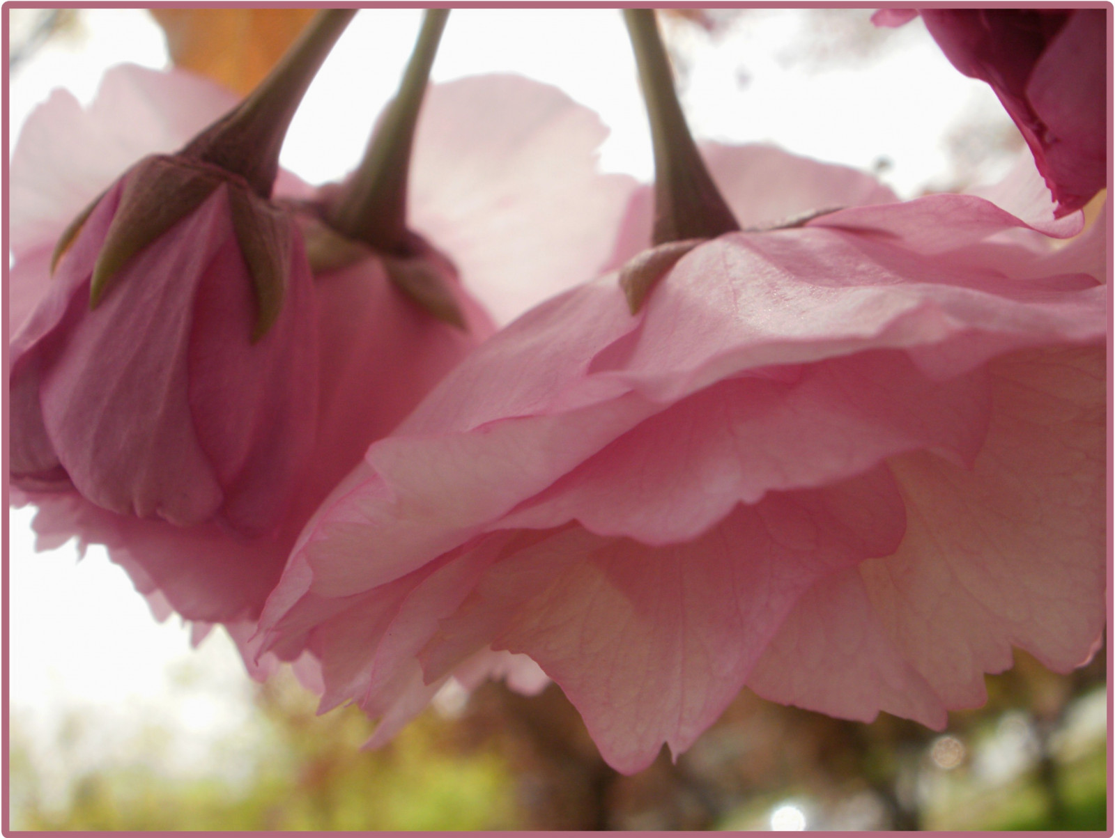 růžový, květ, strom, květ, třešeň, MA, jaro, květ, flor, duben, sakura, třešňové květy, Blomma, bunga, blume, květ, bulaklak, bloem, Cicek, kwiat, lule, montaguema, kvetina, turnersfallsma, 0a, kukkien, vir ga