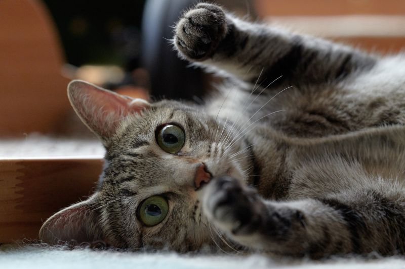 Katzen, Tiere, Säugetiere, grüne Augen
