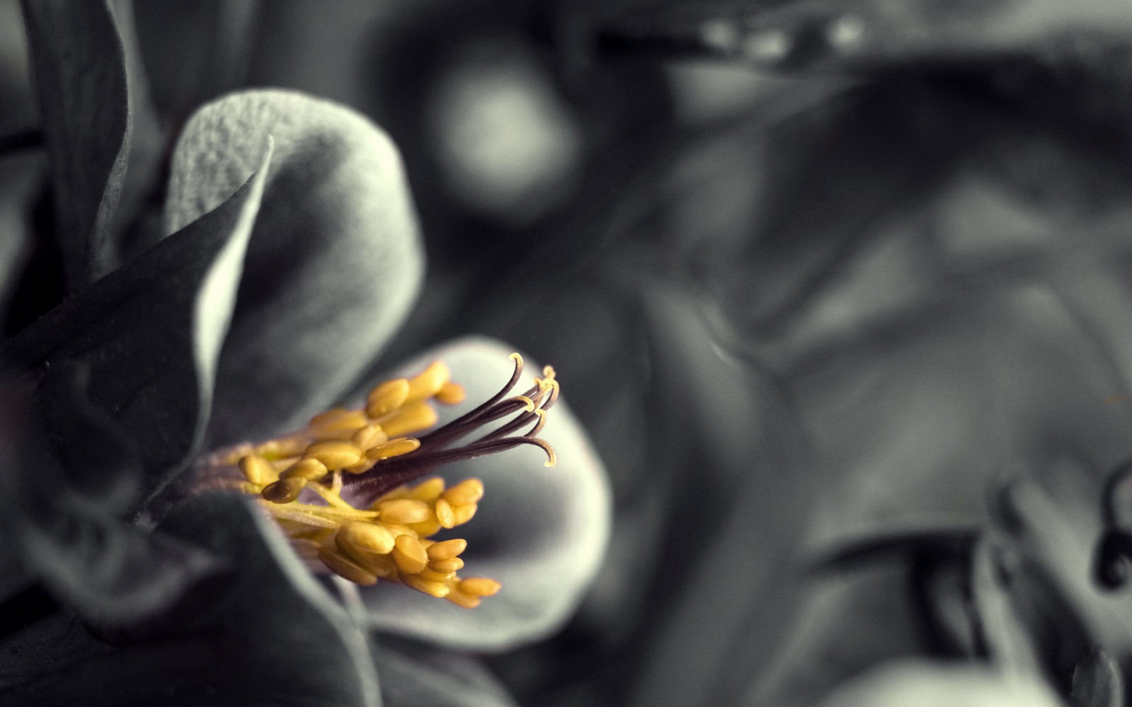 hitam, satu warna, bunga-bunga, fotografi, mewarnai selektif, kuning, bunga, tangan, kegelapan, merapatkan, fotografi makro