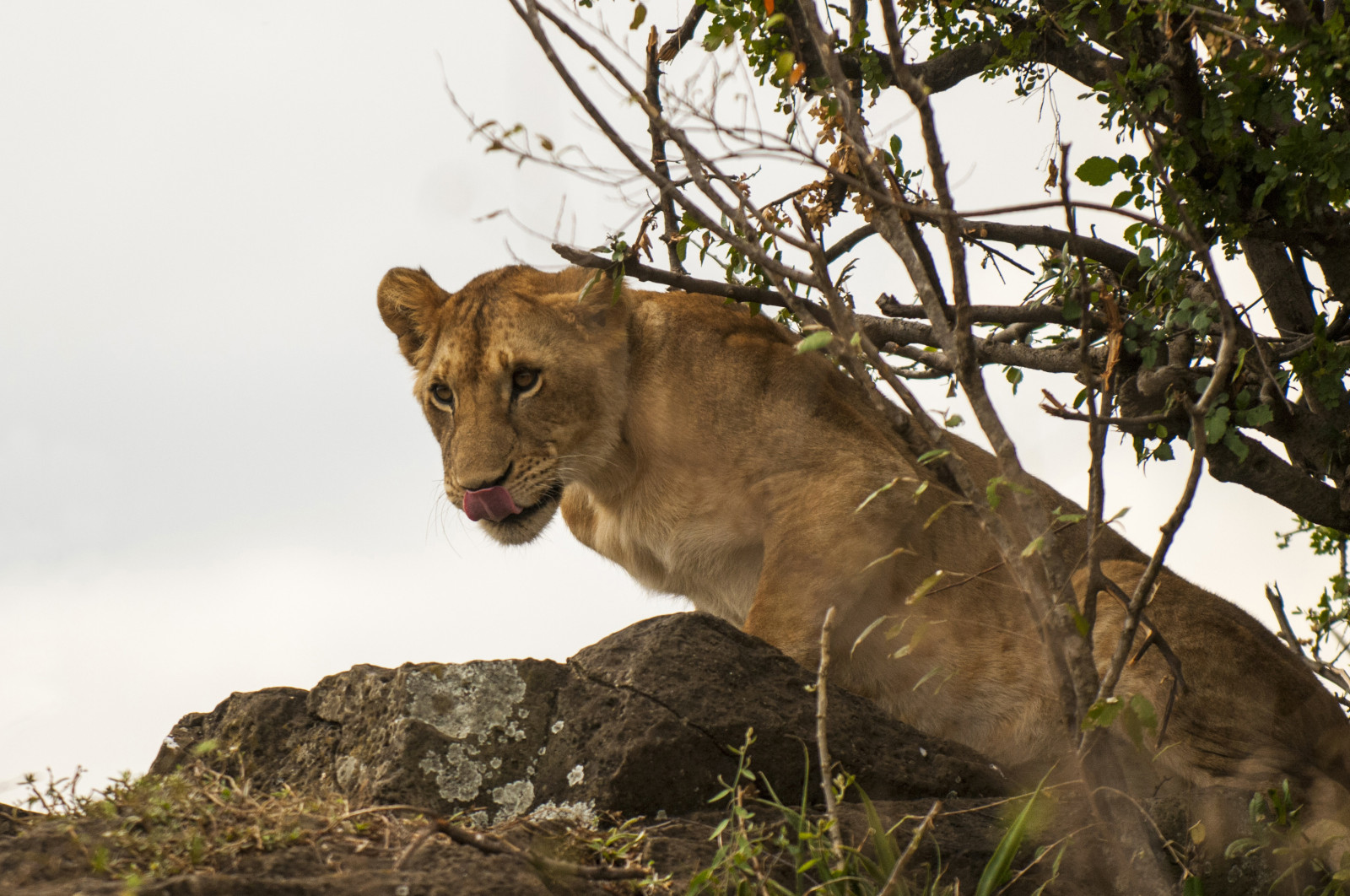 Příroda, tráva, lev, Volně žijících živočichů, Afrika, velké kočky, zoologická zahrada, Leon, Keňa, strom, zvíře, rostlina, naturaleza, Safari, ngc, fauna, savec, kočka jako savci, čenich, carnivoran, organismus, Kenia, masai lev, masaimara, divoké zvíře, lvice, terrestrial animal