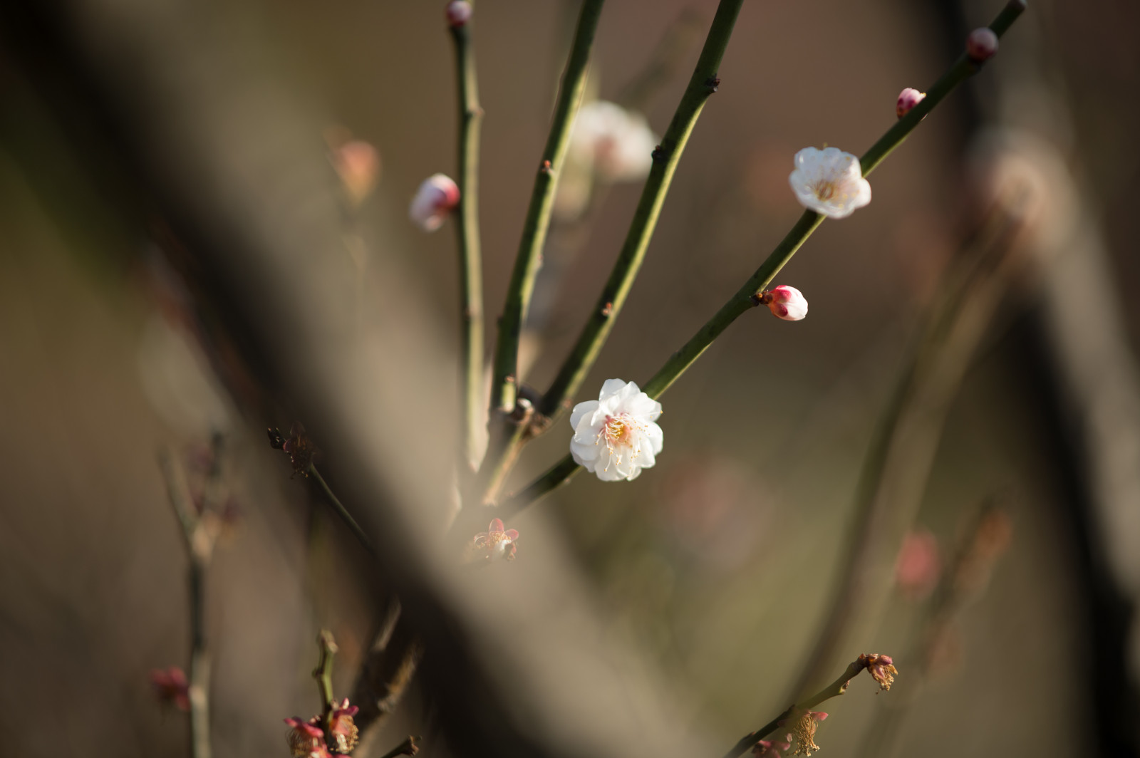 Japonsko, Příroda, fotografování, větev, zelená, Nikon, květ, jaro, Tokio, jp, NIKKOR, podzim, list, květ, rostlina, sezóna, UME, flóra, afs105mmf14eed, afsnikkor105mmf14eed, df, ikegamibaien, Ikegami, japaneseapricot, větvička, botanika, zblízka, makro fotografie, závod stonek
