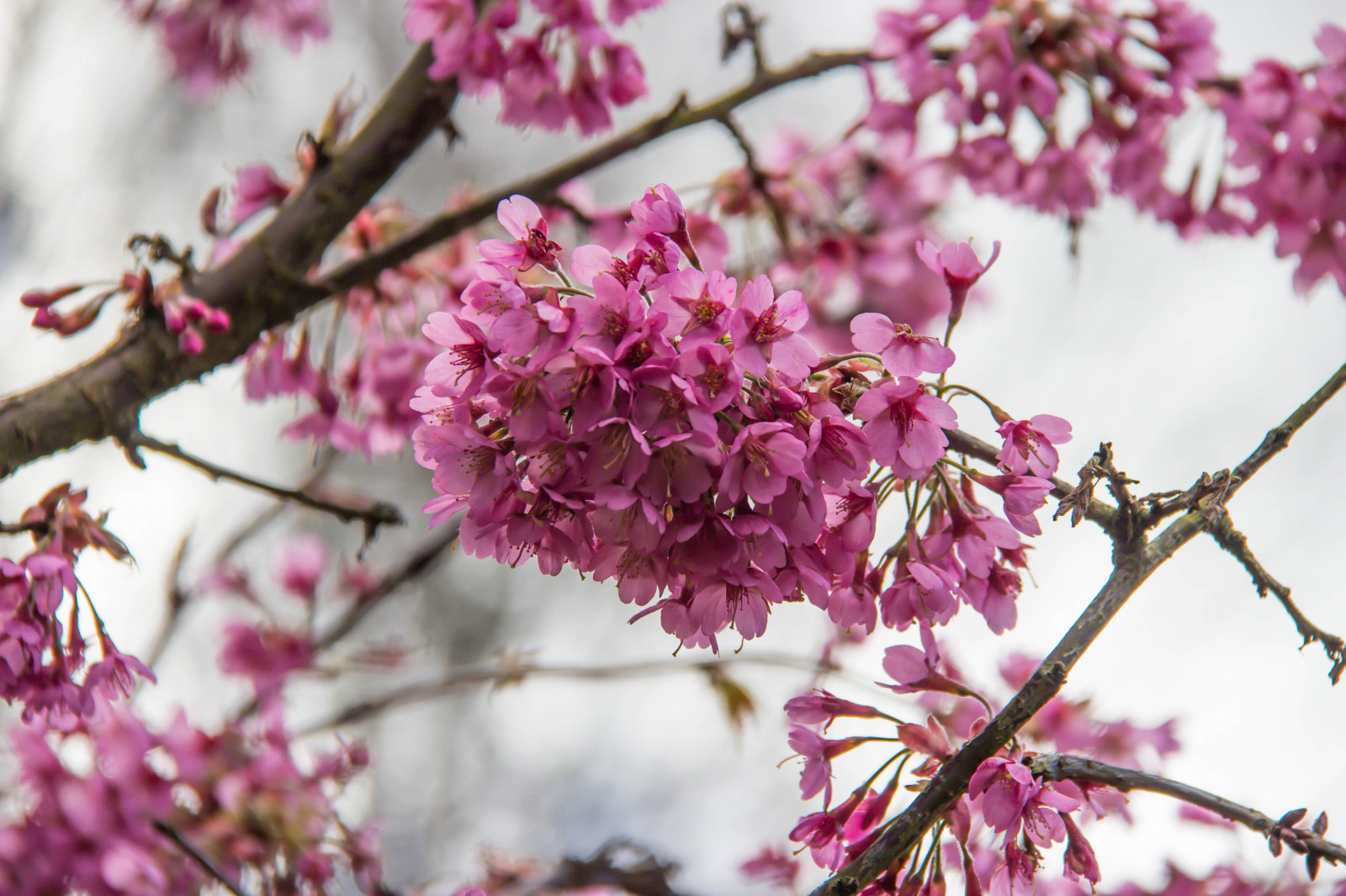 วอลเปเปอร์ : อาหาร, สวน, จอด, สาขา, ดอกซากุระ, เบ่งบาน, สีชมพู, ฤดู ...