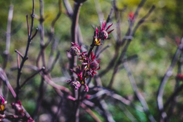 flowers,nature,plants,blossom,spring,Latvia