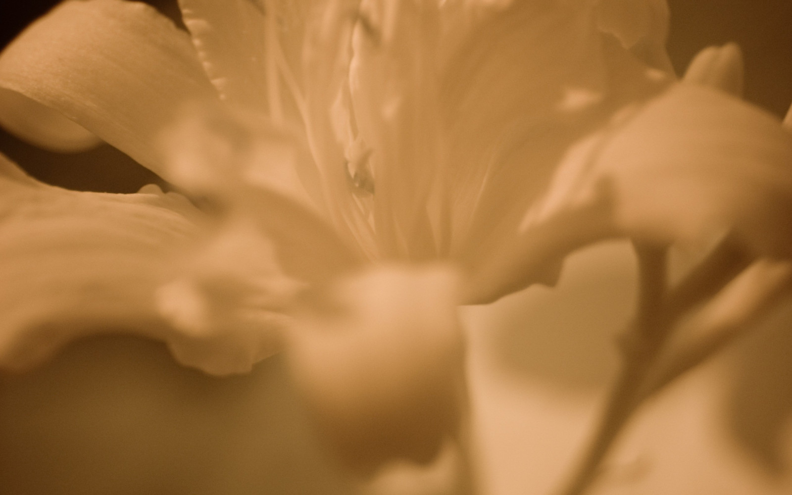 slunečnímu záření, bílý, květiny, fotografování, makro, květ, list, květ, rostlina, oko, flóra, ruka, okvětní lístek, kvetoucí rostlina, Lidské tělo, orgán, zblízka, makro fotografie