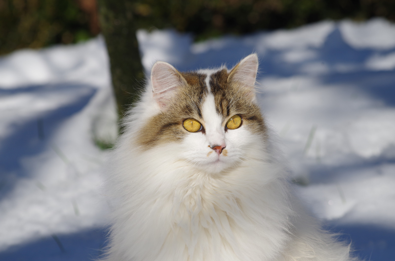 bílý, kočka, sníh, srst, kníry, pentax, fauna, savec, zblízka, kočka jako savci, čenich, malé až středně velké kočky, carnivoran, domácí krátké vlasy kočka, domácí dlouhé vlasy kočka, Norská lesní kočka, sibiřský, yelloweyes, britská polo-dlouhosrsté, Arctica, otrhanec, aegean cat, asian semi longhair