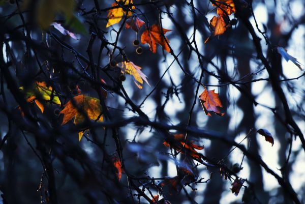 blue, autumn, sky, blur, trees, brown
