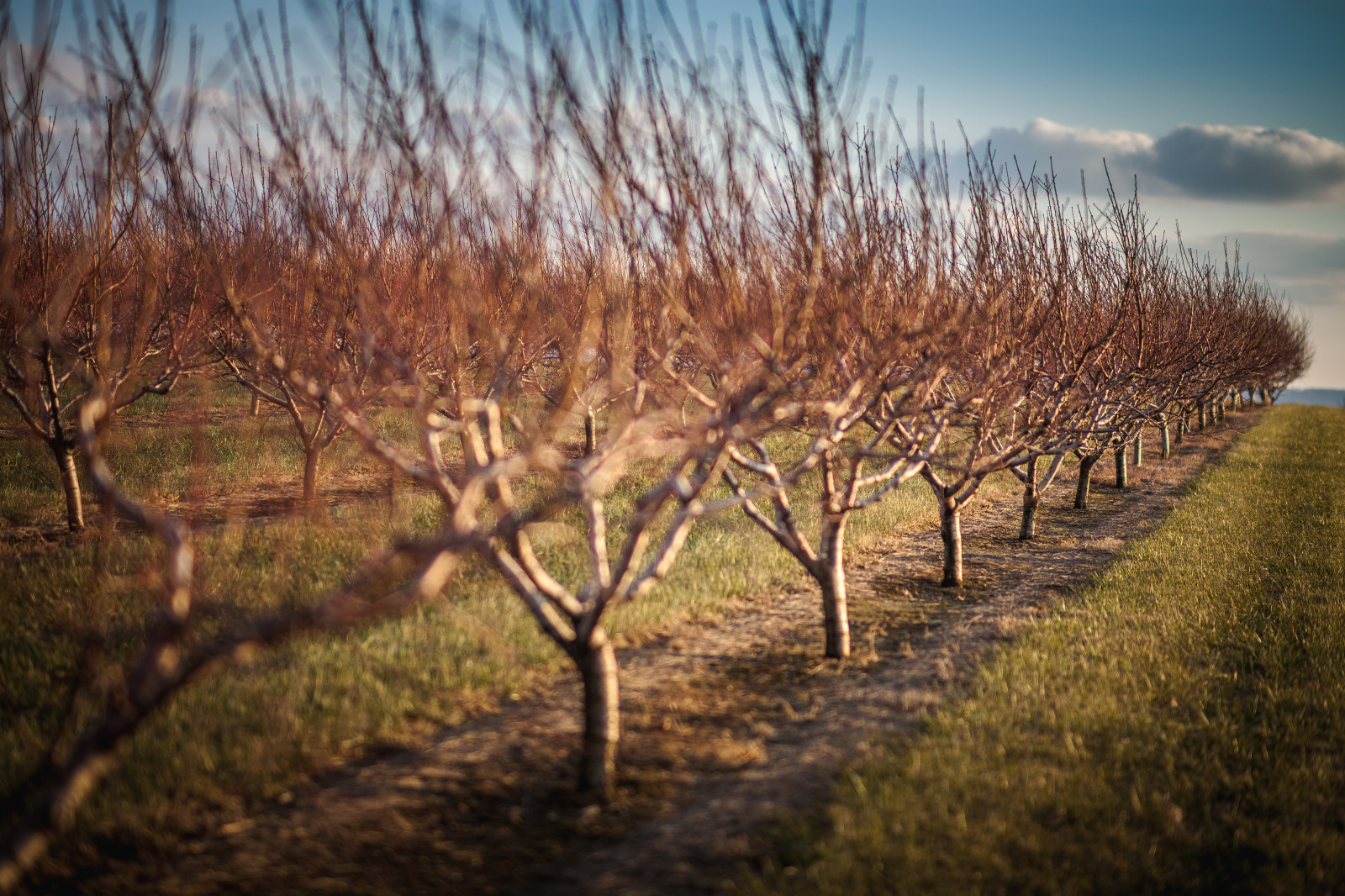 slunečnímu záření, stromy, krajina, podzim, Příroda, tráva, nebe, zima, pole, větev, zelená, Studený, večer, ráno, hospodařit, venkovský, neúrodný, f15, polního, farmfield, Lancaster, Amish, 85mm, strom, rokinon, pa, jablko, hloubka pole, ovocný sad, podzim, brzy, list, květ, rostlina, sezóna, zemědělství, zálesí, prérie, půda, venkov, místo výskytu, dřevina, tráva rodina, savana