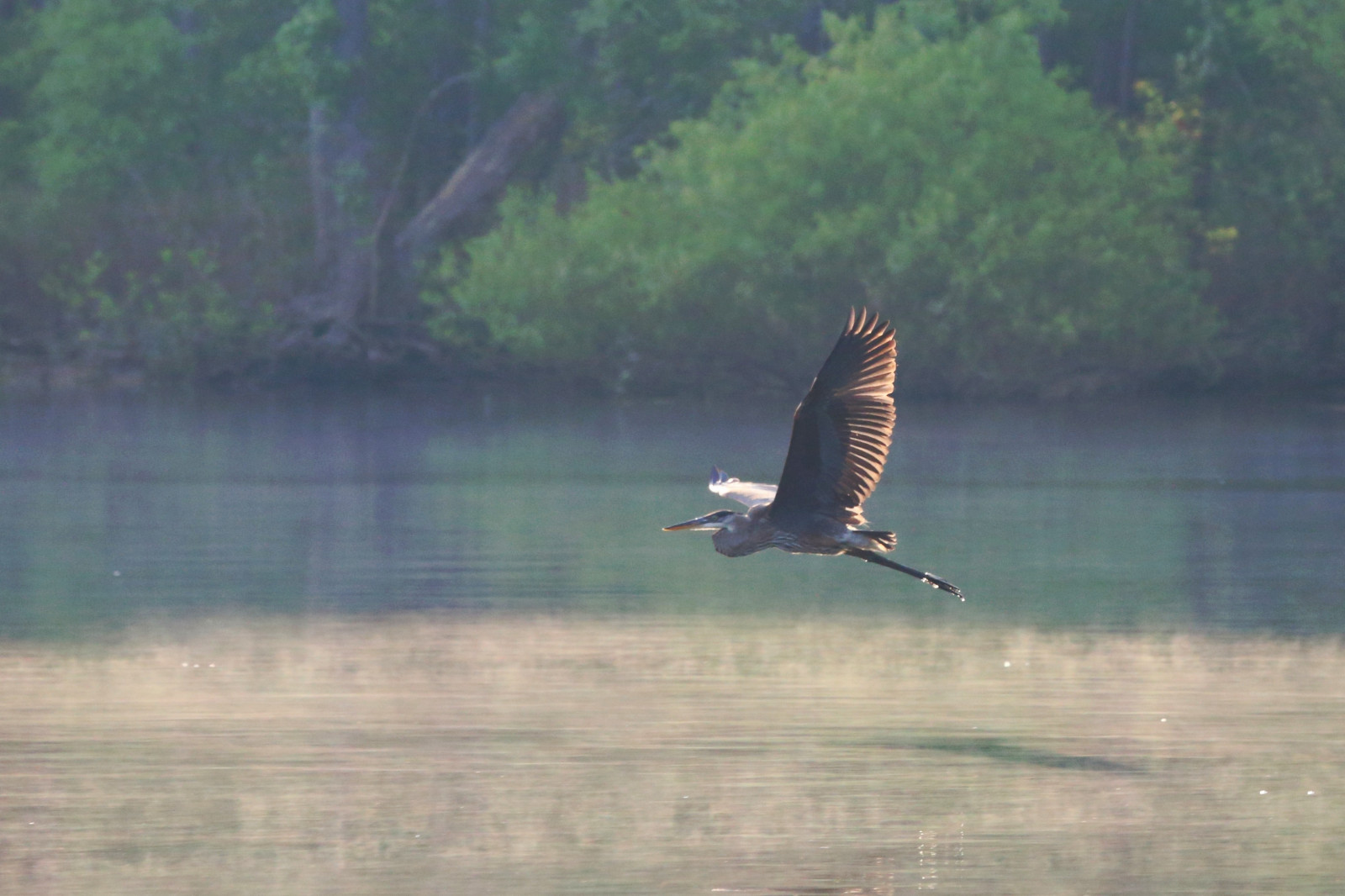 Wallpaper morning, light, shadow, mist, bird, Canon, wings, Flight