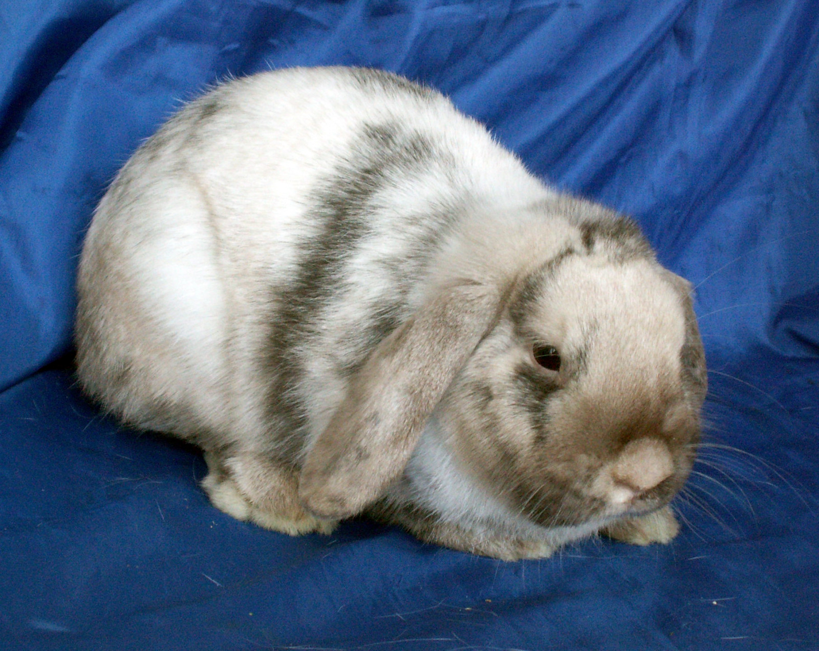 Patchy Rabbits Wallpaper : nose, whiskers, mammal, vertebrate, thick, rabits and hares ...