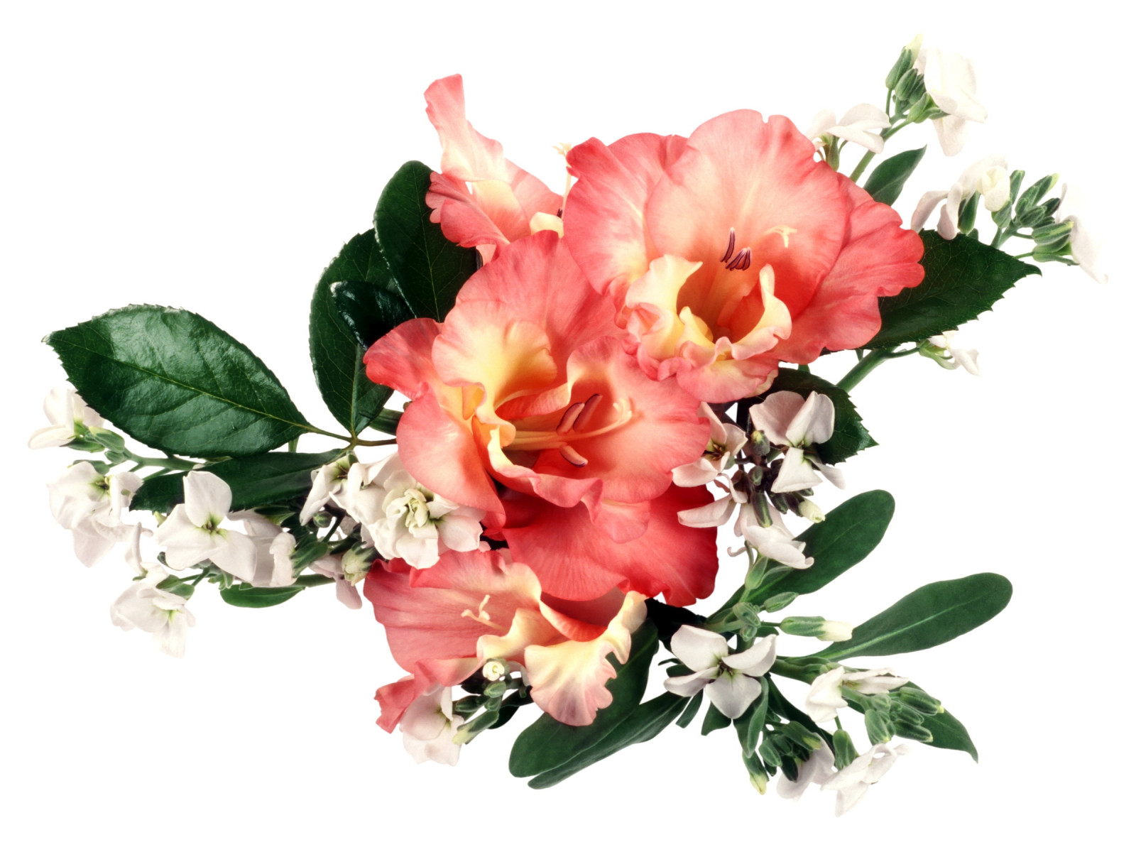 blade, blomster, blomst, lyserød, Gladiolus, buketter, blomst, plante, kronblad, pæon, jord plante, blomstrende plante, blomster, haveroser, blomsterbuket, blomsterbinding, blomstret design, afskårne blomster, peruvianske lilje, inkalilje-familien