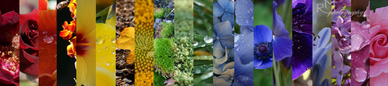 zahrada, voda, Příroda, koláž, Červené, nebe, rostliny, nachový, zelená, žlutý, modrý, kouzlo, slunce, letní, květ, růžový, jaro, teplý, Blu, UMĚNÍ, světlo, barva, Krásná, barvy, květ, Pohled, duha, chladný, rostlina, divoký, krása, květ, fotografie, barva, pěkný, sladký, barvy, botanický, okvětní lístek, horký, pic, colori, natura, květy, matka příroda, floristika, aranžování květin, květinový vzor