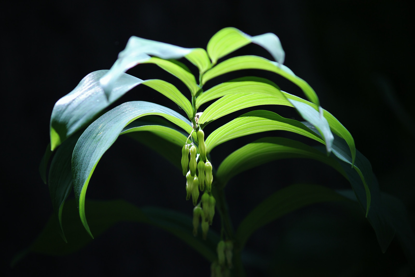 ใบไม้, สีเขียว, ปลูก, พืช, การถ่ายภาพมาโคร, ใกล้ชิด, ต้นกำเนิด, ถ่ายภาพนิ่ง, วอลล์เปเปอร์คอมพิวเตอร์, ดอกไม้