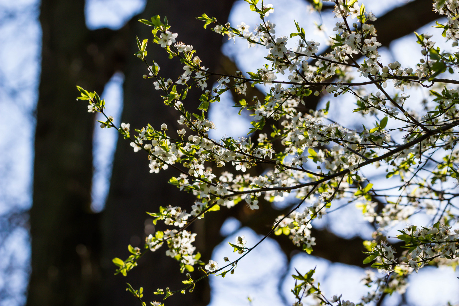 slunečnímu záření, bílý, zahrada, Příroda, park, větev, zelená, květ, jaro, strom, podzim, list, květ, rostlina, sezóna, Třešňový květ, flóra, Blomma, v r, jaro, Alnarp, vit, k RSB rsblom, alnarpsparken, větvička, vyrobit, botanika, suchozemská rostlina, kvetoucí rostlina, dřevina