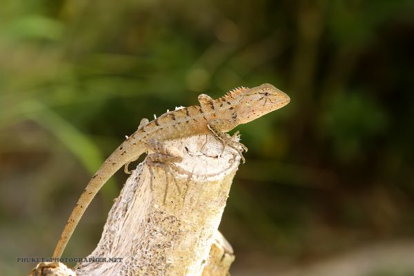 forest, nature, wood, closeup, macro, insect