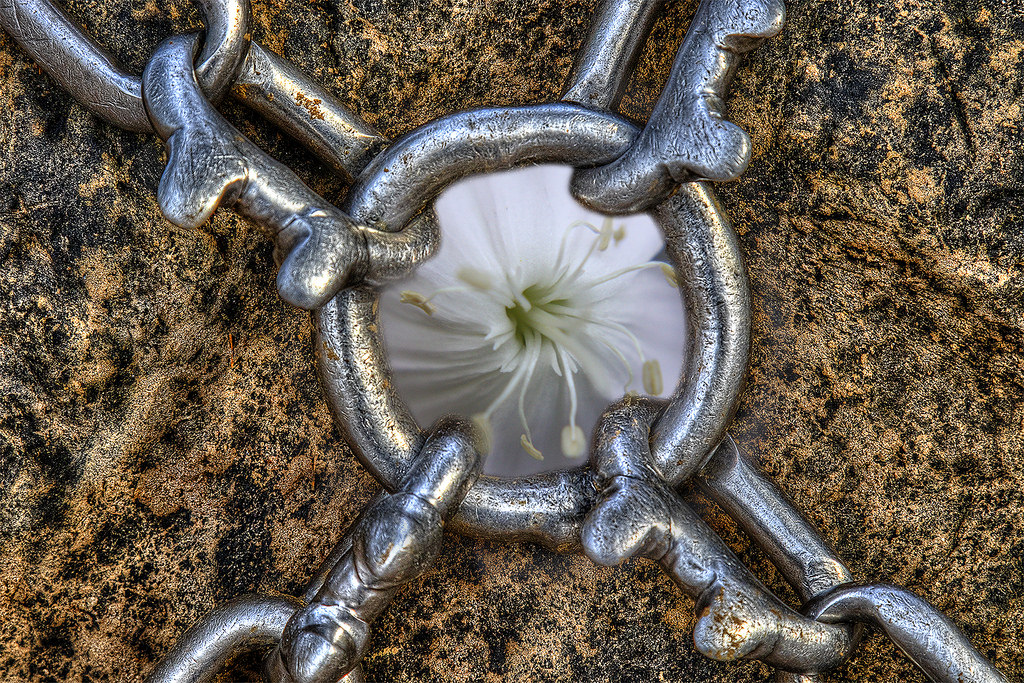 cadeia, pneu, flor, beleza, HDR, Surreal, Composto, artístico, Photoshop, branco
