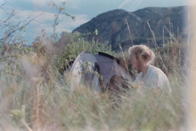 græs, økosystem, ødemark, græsarealer, græs familie, prærie