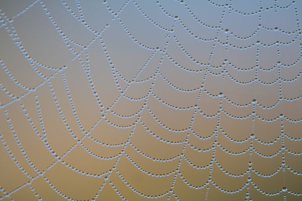 water,web,spiderweb,drop,dew,droplet
