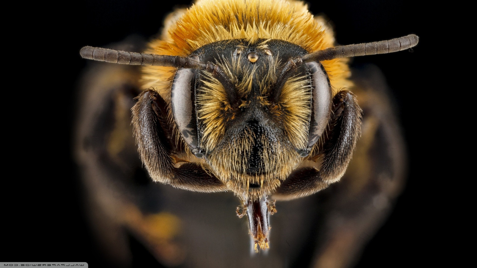 Zwierząt, Natura, fotografia, owad, pyłek, pszczoła, fauna, 1920x1080 pikseli, ścieśniać, Fotografia makro, bezkręgowy, Stawonogów, organizm, Membranowy owad skrzydlaty, nektar, pszczoła miodna, Zapylacz