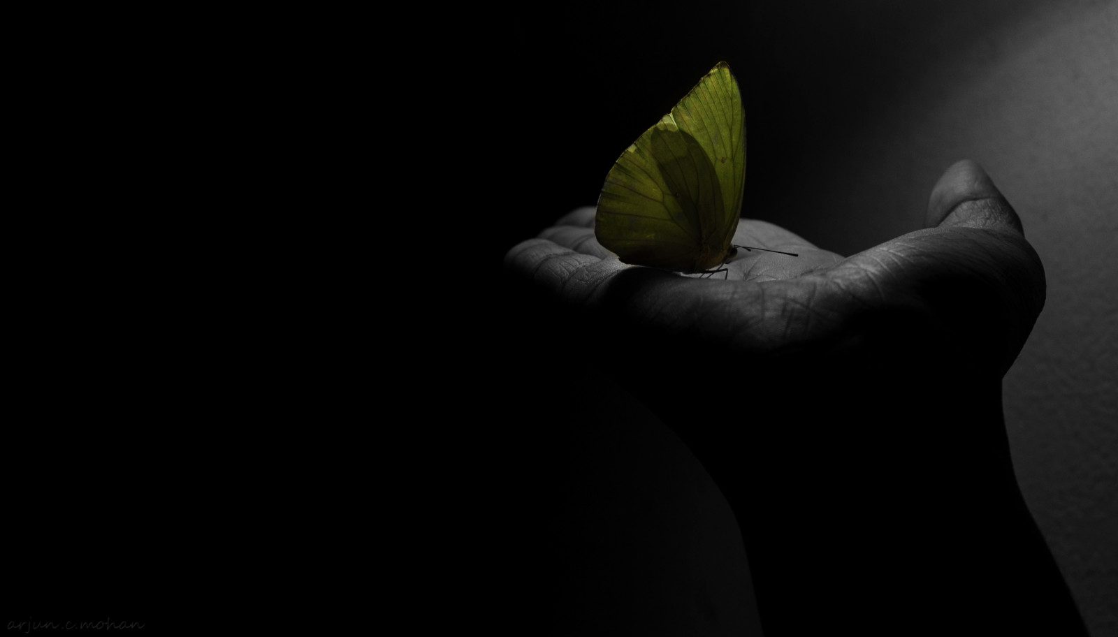 bianca, nero, monocromo, natura, fotografia, farfalla, verde, giallo, Nikon, Mono, leggero, NIKKOR, 50 millimetri, foglia, fiore, pianta, mano, dito, oscurità, petalo, d90, braccio, selettivo, sfondo del computer, bianco e nero, fotografia in bianco e nero, avvicinamento, fotografia macro, staminali vegetali, still life, colorazione, stock photography