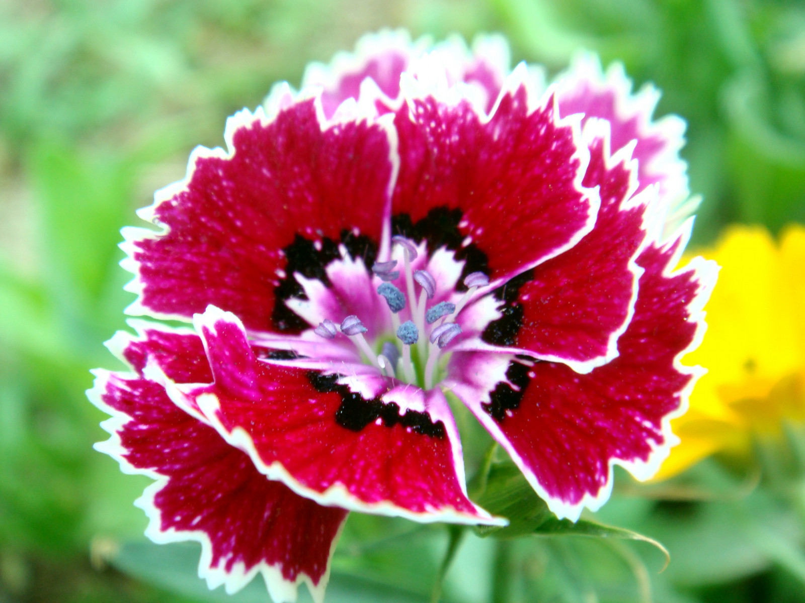 blomster, rød, sommer, makro, natur, hager, nærbilde, flora, searchthebest, september, Dianthus, naturesfinest, topshots, vakkert bilde, BEJ, abigfave, anawesomeshot, diamondclassphotographer, citrit, flowersarebeautiful, goldstaraward, excapturemacro, excellentsflowers, mimamorflowers, awesomeblossoms, flickrflorescloseupmacros, saariysqualitypictures, Adri nnesmagicalmoments