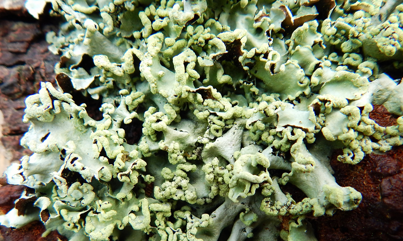 non vaskulární suchozemská rostlina, rostlina, korál