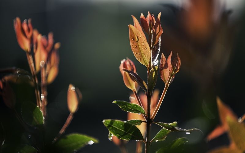 slunečnímu záření, Příroda, tráva, fotografování, temný, rostliny slunečnímu záření, Příroda, tráva, fotografování, temný, rostliny