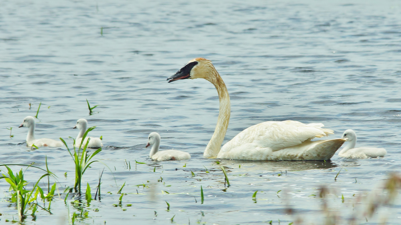 Wallpaper nature, Wisconsin, swan, wi, trumpeter, horiconmarsh 3270x1836 933764