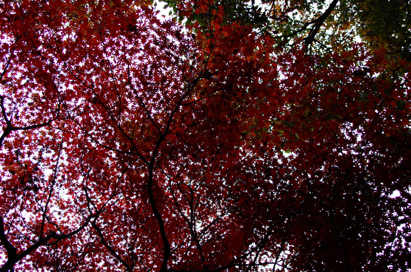 Giappone, luce del sole, foresta, natura, rosso, ramo, Leica, Tokyo, Jp, albero, autunno, foglia, fiore, pianta, stagione, CC, t, Chofu, leicat, Summicron, Creative Commons, Jindaiji, summicron235, 235, pianta legnosa, acero