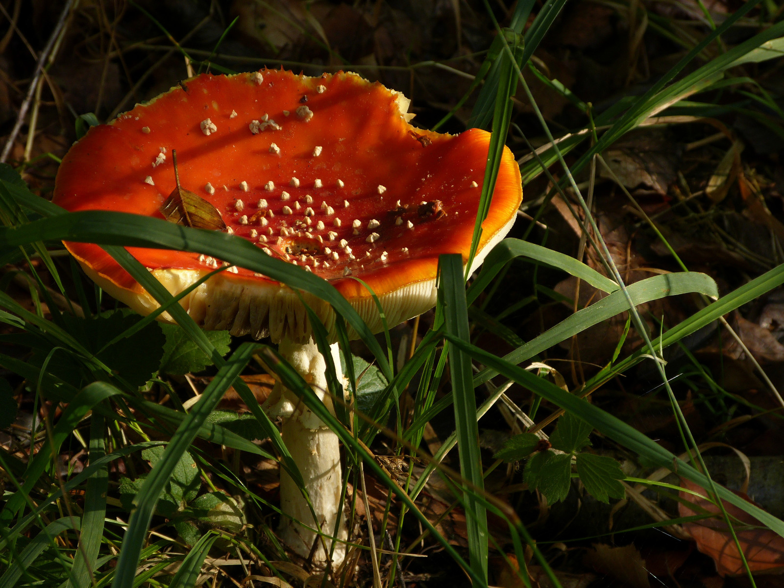 podzim, podzim, houba, Herfst, houby, houba, muchomůrka, muchomůrka červená, paddenstoel, flyagaric, vliegenzwam, Zwam, panasonicdmcfz150, 1180316