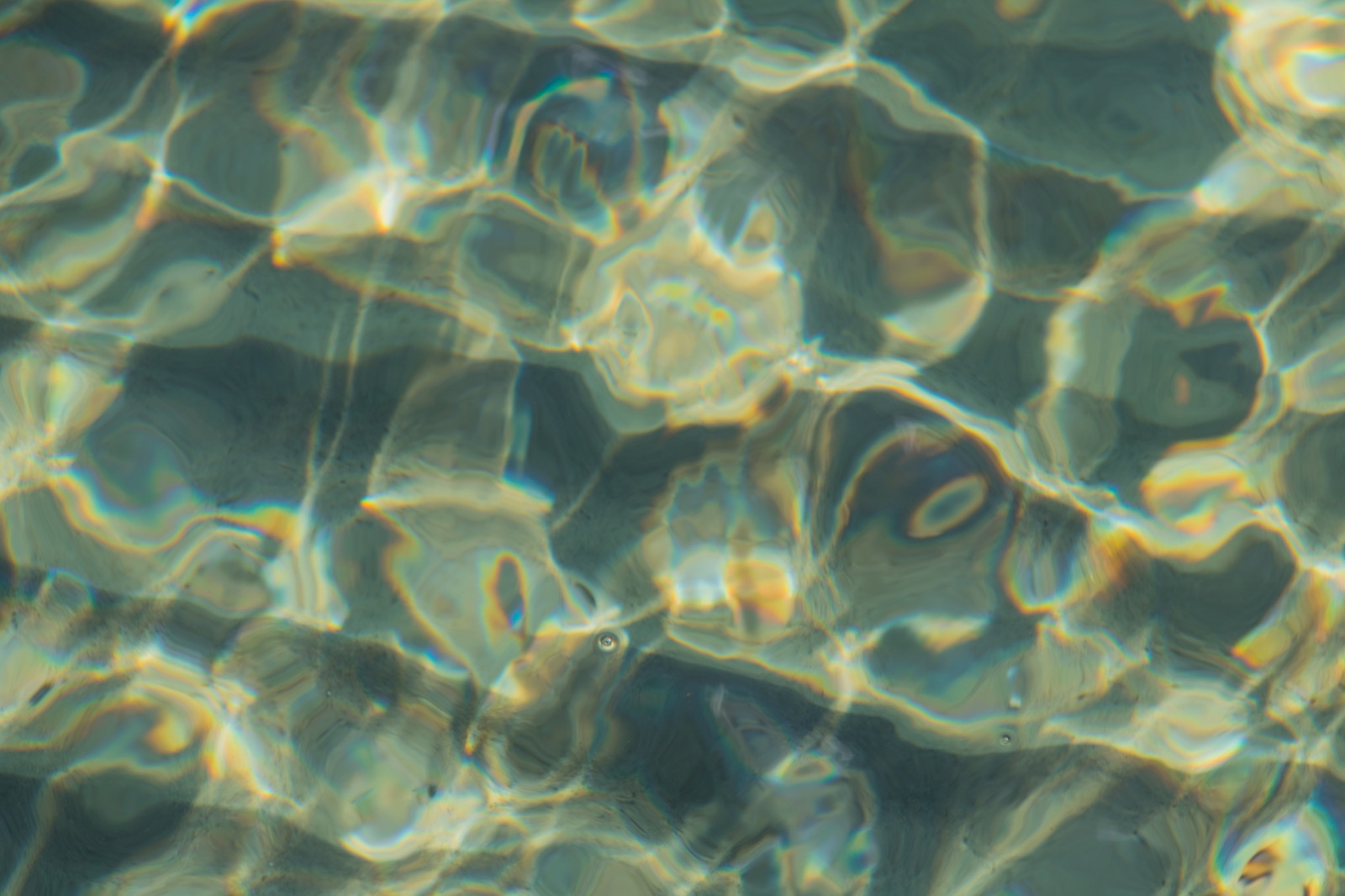 moře, voda, písek, Ryba, vzor, Pod vodou, korál, řasy, biologie, světlo, list, vatten, hav, m nster, Falsterbo, útes, makro fotografie, mořská biologie, organismus